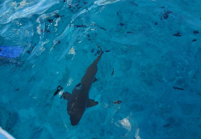 ボラボラ島に行ったらこれ！