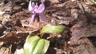 カタクリ群落が見事でした！