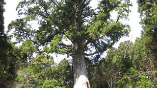 天城一の杉