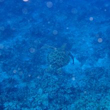 ガイドさんが潜って撮ってくれました。意外と深い