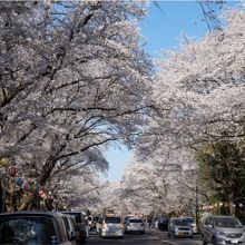 桜並木