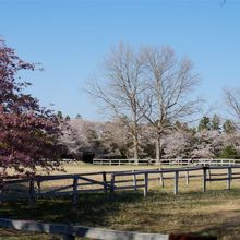 苑地のあたりからの風景