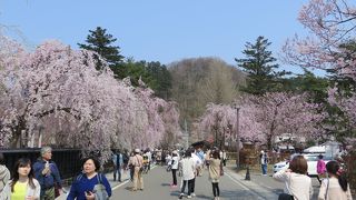 地元の方の催し物が桜まつりを盛り上げます。