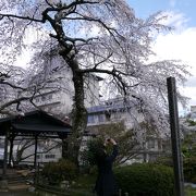 バスの発着場のすぐ前にあるお寺　桜が有名