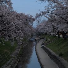 川沿いにも沢山の桜の樹があります