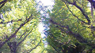 黄色に染まる並木がきれい