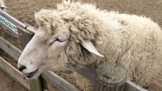 羊や馬やアルパカもいます