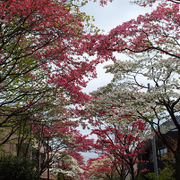 ハナミズキ通りと桜の名所