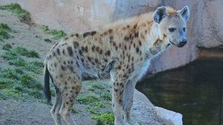 ホノルル動物園