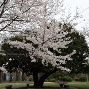 高知の桜の名所です