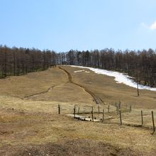 この斜面一面がスズランで埋まるという