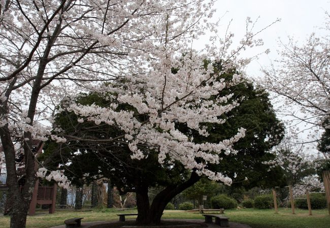 筆山公園 クチコミ アクセス 営業時間 高知市 フォートラベル