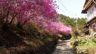 少し登ります