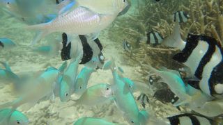 最高のシュノーケルスポット