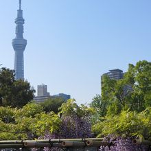 スカイツリーのお隣さんです