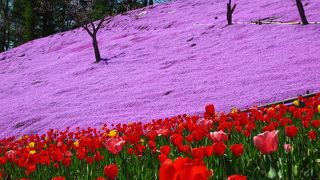 静かな芝桜公園