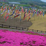 広々とした丘陵に美しく咲く花達