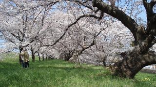 大河津分水桜並木