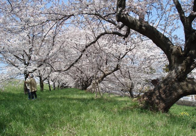 大河津分水桜並木