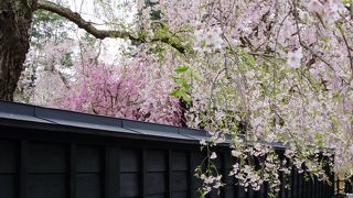 しだれ桜が美しい