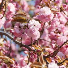 かわいい八重桜