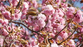 遅咲きの八重桜を愛でながら、そぞろ歩きもまた楽しい！！