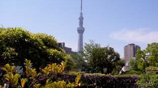 心字池のまわりに藤棚があります