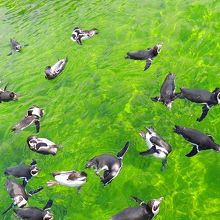 ペンギンがとにかく沢山います。赤ちゃんがかわいいです