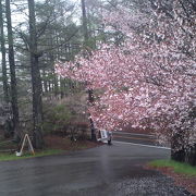 富士桜とミツバツツジの素朴さに感動！