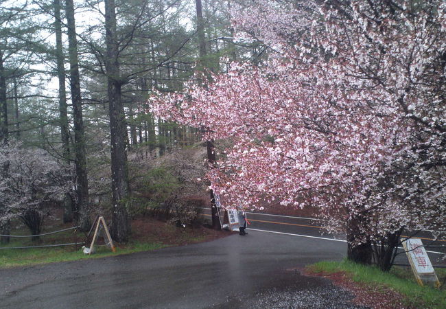 富士桜とミツバツツジの素朴さに感動！