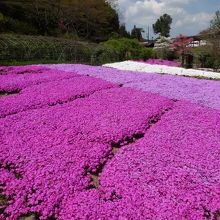 滝谷花しょうぶ園