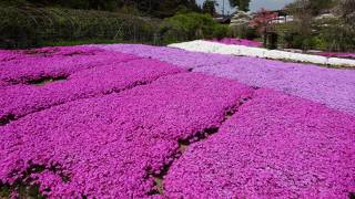 滝谷花しょうぶ園