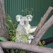 コアラ抱っこ、カンガルー餌やりできます