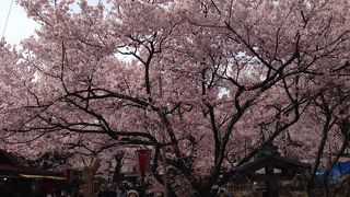 国内有数の桜の名所