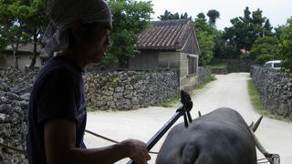 水牛に乗って散策？