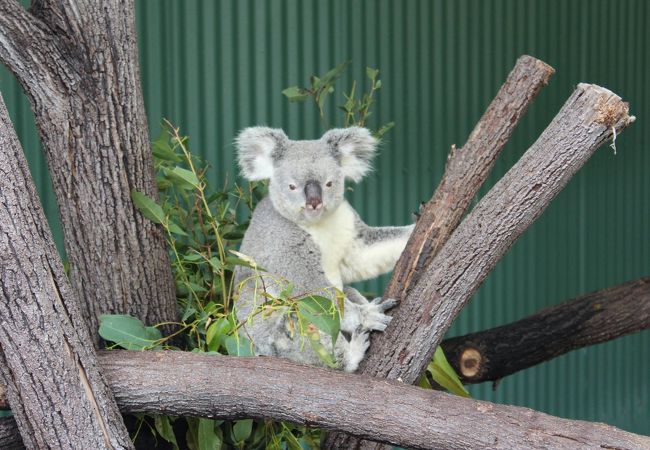 コアラ抱っこ、カンガルー餌やりできます