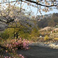 阿智川沿いの桜並木。