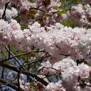 慈光寺里桜コレクション