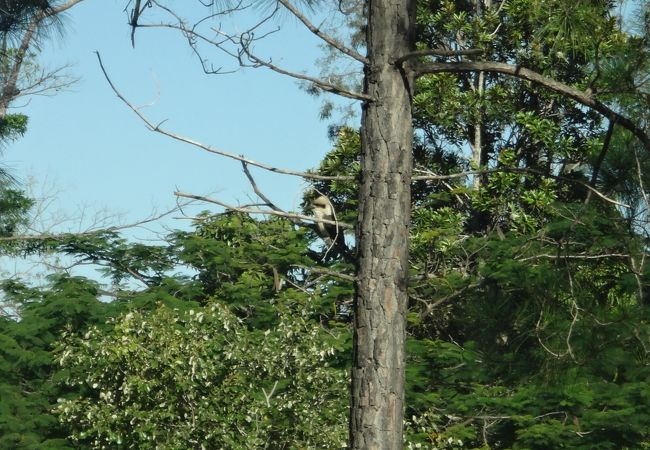 ワライカワセミがいます