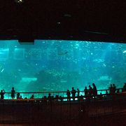 世界最大の海洋水族館♪
