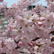 国立劇場前の桜の種類