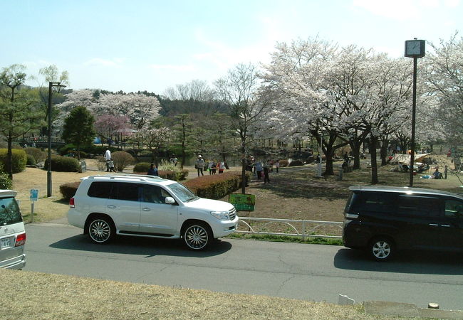 桜の名所？