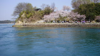 能島の花見