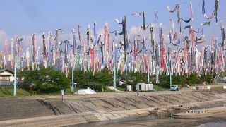 芥川にこいのぼり