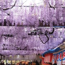 見事な藤のカーテンと屋台