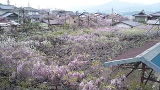 阿島の大藤祭り