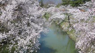 お堀と桜