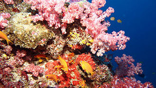 ダイビングクルーズがおススメ