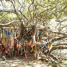 ベンガル菩提樹