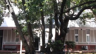 資料館中庭に聳える大木